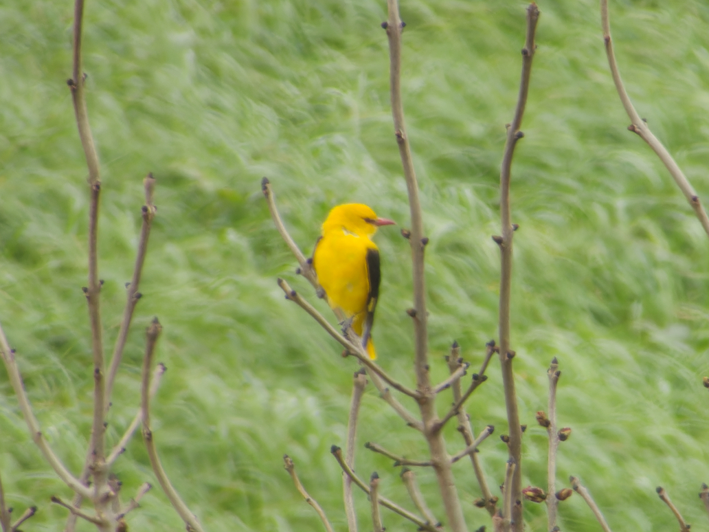 Photo of Golden Oriole